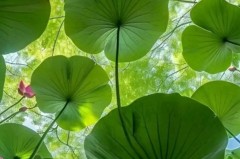 利物浦中后卫赛季密集挑战：迎战皇马曼城，应对切尔西曼联强敌